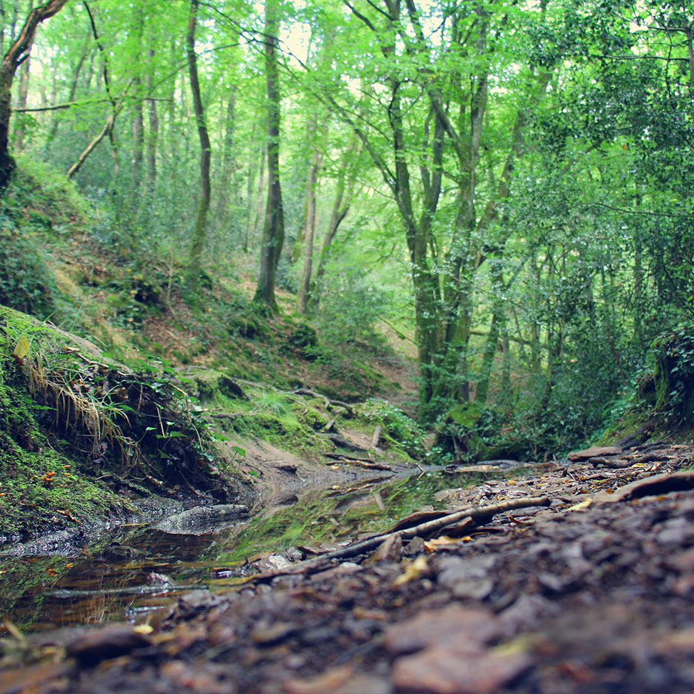 Au sol d'une forêt verdoyante